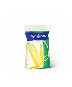 Samanta Porumb SY ZEPHIR Syngenta - Sac 50.000 boabe, Hibrid semi-timpuriu, FAO 350-390, 