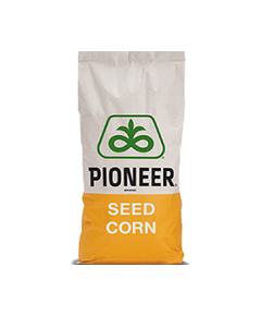 Samanta Porumb PIONEER P9889, FAO 350, LumiGEN, Optimum AQUAmax - Sac 80.000 boabe, 