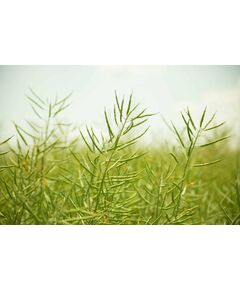 Seminte Rapita TATIANA - DONAU SAAT, 