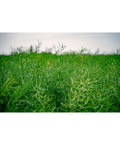 Seminte  Rapita de toamnă KENTUCKY - DONAU SAAT, 