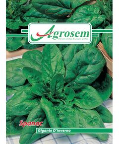 SEMINTE SPANAC GIGANTE D'INVERNO, 