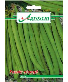 Seminte Fasole Oloaga WOTTER 15GR, 