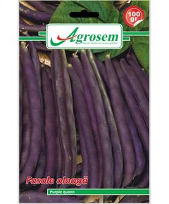 Seminte Fasole Oloaga PURPLE QUEEN Agrosem 100GR, 
