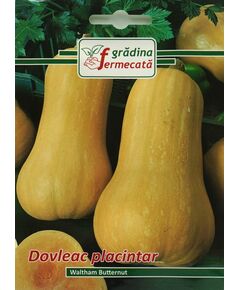 Seminte Dovleac Placintar WALTHAM BUTTERNUT, GRADINA FERMECATA, 