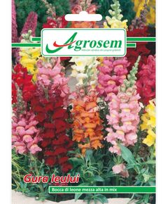 Seminte Flori GURA LEULUI, 