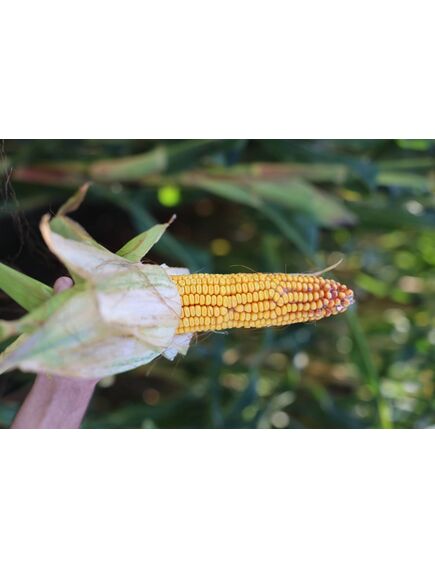 Seminte porumb ARCADIO (fao 360)  50000 boabe, DONAU SAAT, , 2 image