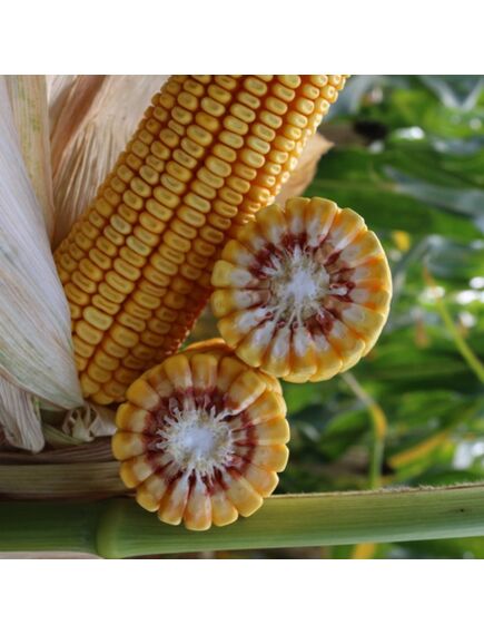 Samanta Porumb KWS ADONISIO, FAO 340, Grupa Plus4Grain - Sac 50.000 boabe, , 2 image