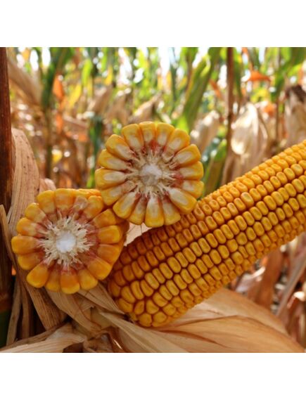 Samanta Porumb KWS INTELIGENS, FAO 420, Grupa Plus4Grain - Sac 50.000 boabe, , 2 image