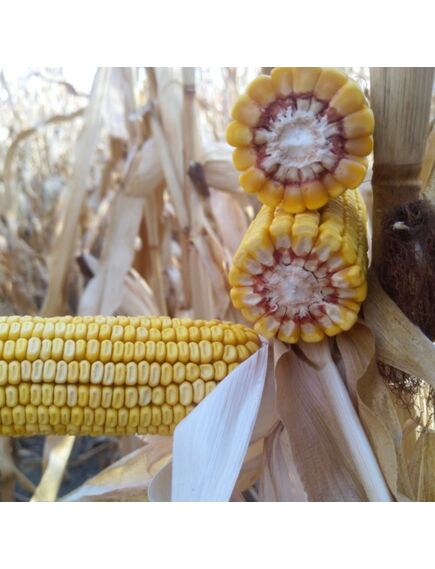 Samanta Porumb KWS LAURO, FAO 300, Grupa ClimaControl3 - Sac 50.000 boabe, , 2 image